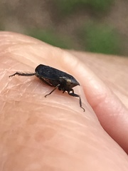 Negosiana dualis