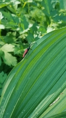 Desmocerus aureipennis