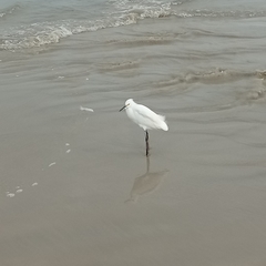 Egretta thula