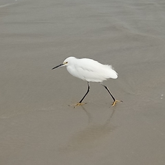 Egretta thula