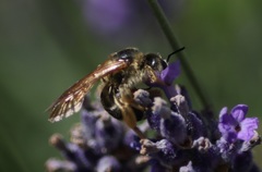 Halictus langobardicus