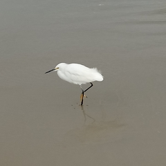 Egretta thula