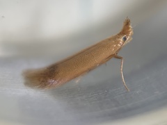 Coptotriche castaneaeella