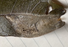 Coptotriche castaneaeella