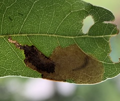 Coptotriche castaneaeella