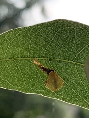 Coptotriche castaneaeella