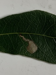 Coptotriche castaneaeella