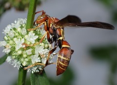 Polistes dorsalis dorsalis