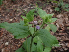 Praxelis clematidea
