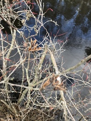 Rhododendron viscosum