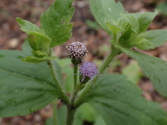 Praxelis clematidea