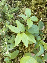 Streptopus streptopoides