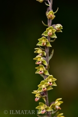 Epipactis kleinii