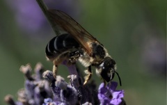 Halictus langobardicus