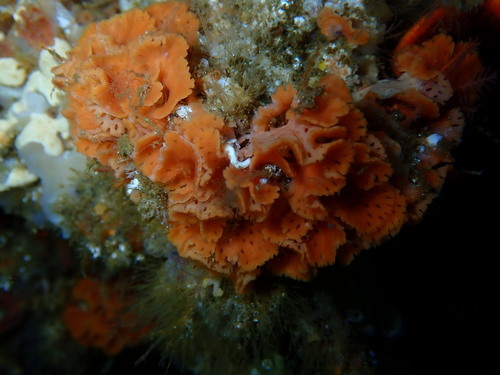 Schizoretepora tessellata