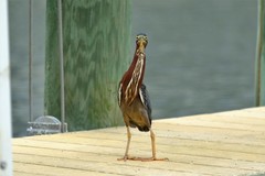 Butorides virescens image