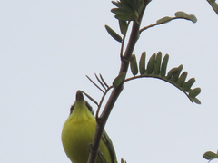 Todirostrum cinereum