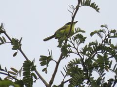 Todirostrum cinereum