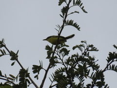 Todirostrum cinereum