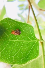 Blepharida jacobyana