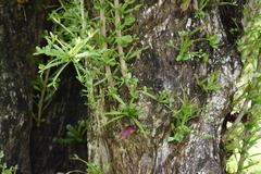 Floerkea proserpinacoides