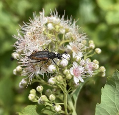 Brachyleptura