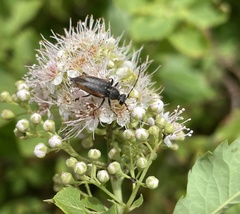 Brachyleptura