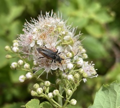 Brachyleptura
