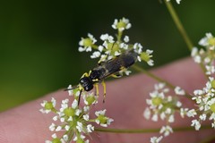 Tenthredo zonula