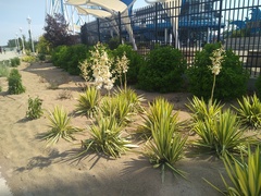 Yucca filamentosa variegata