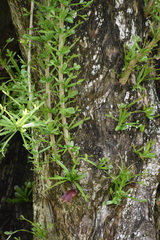 Floerkea proserpinacoides