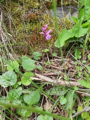 Dactylorhiza lapponica