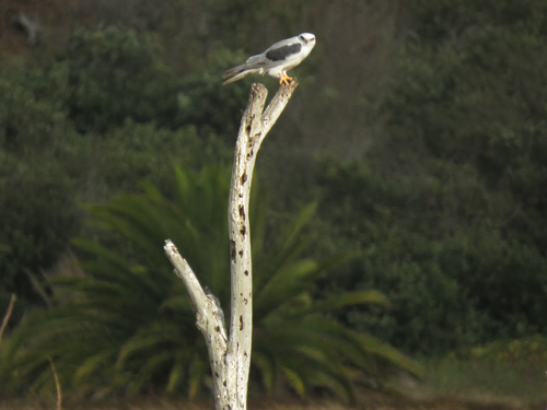 photo of White-tailed Kite (Elanus leucurus)