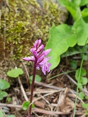 Dactylorhiza lapponica