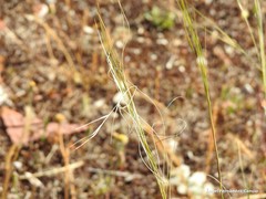 Stipa lagascae