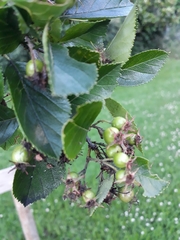 Crataegus persimilis