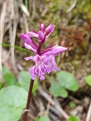Dactylorhiza lapponica