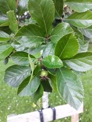 Crataegus persimilis