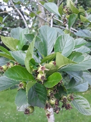Crataegus persimilis