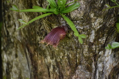 Floerkea proserpinacoides