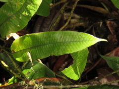 Serpocaulon levigatum