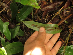 Serpocaulon levigatum