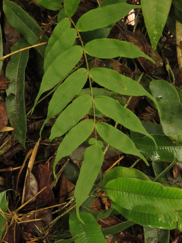Serpocaulon fraxinifolium, 2021-06-10