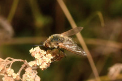 Bombylisoma