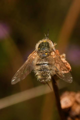 Bombylisoma