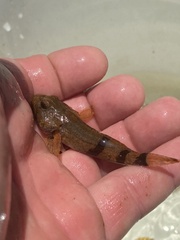 Cottus carolinae