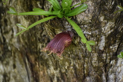 Floerkea proserpinacoides