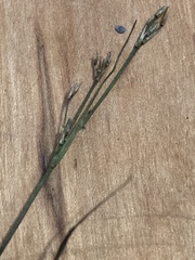 Juncus pelocarpus