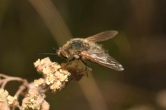 Bombylisoma