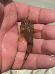 Cottus carolinae